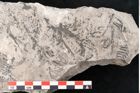 Foto (Detailansicht) von Sohizopteris lactuca Sternbg. (NHMW-GEO-2024-0188-10789)